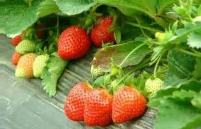 法兰蒂草莓30~40克