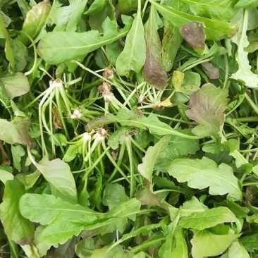 荠菜5~10cm，大棚种植，长期供应