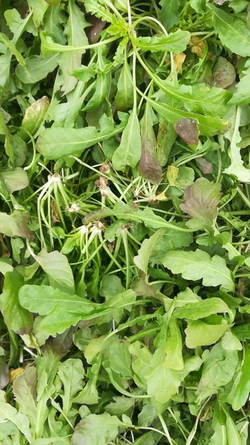 荠菜5~10cm，大棚种植，长期供应