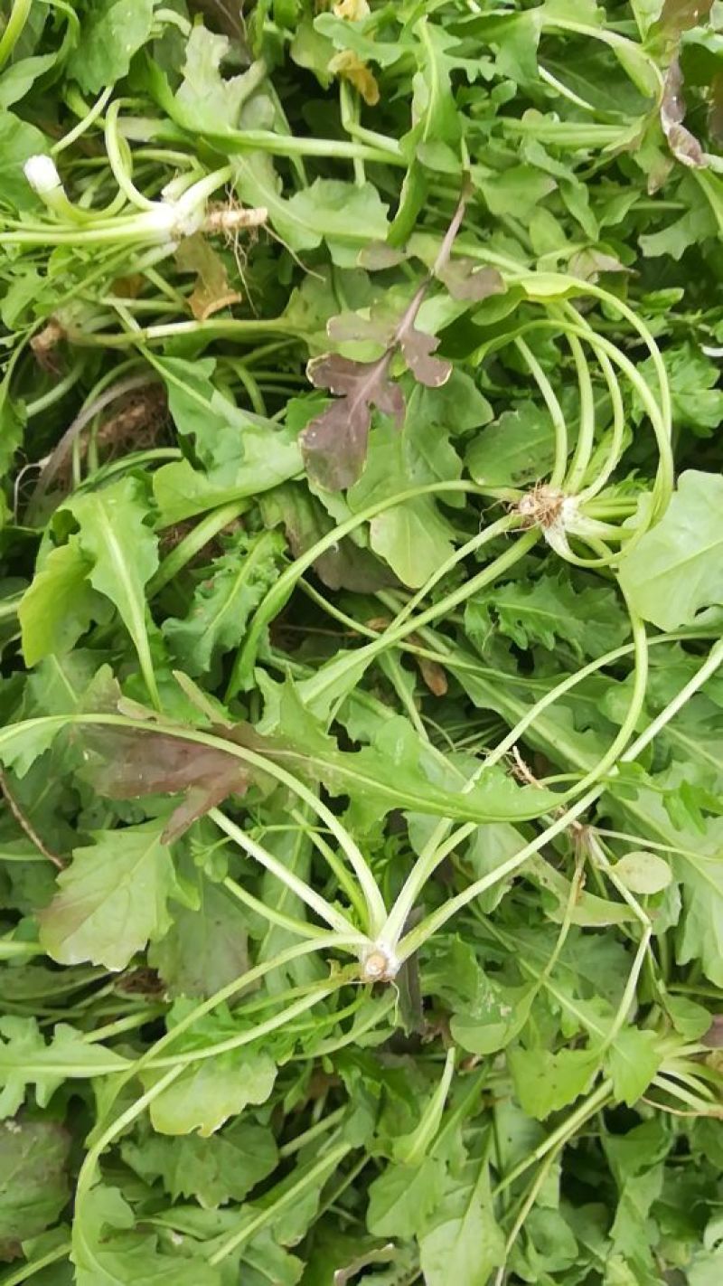 荠菜5~10cm，大棚种植，长期供应
