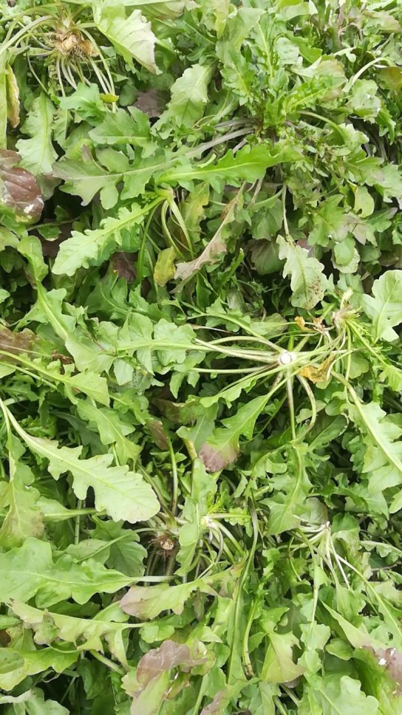 荠菜5~10cm，大棚种植，长期供应