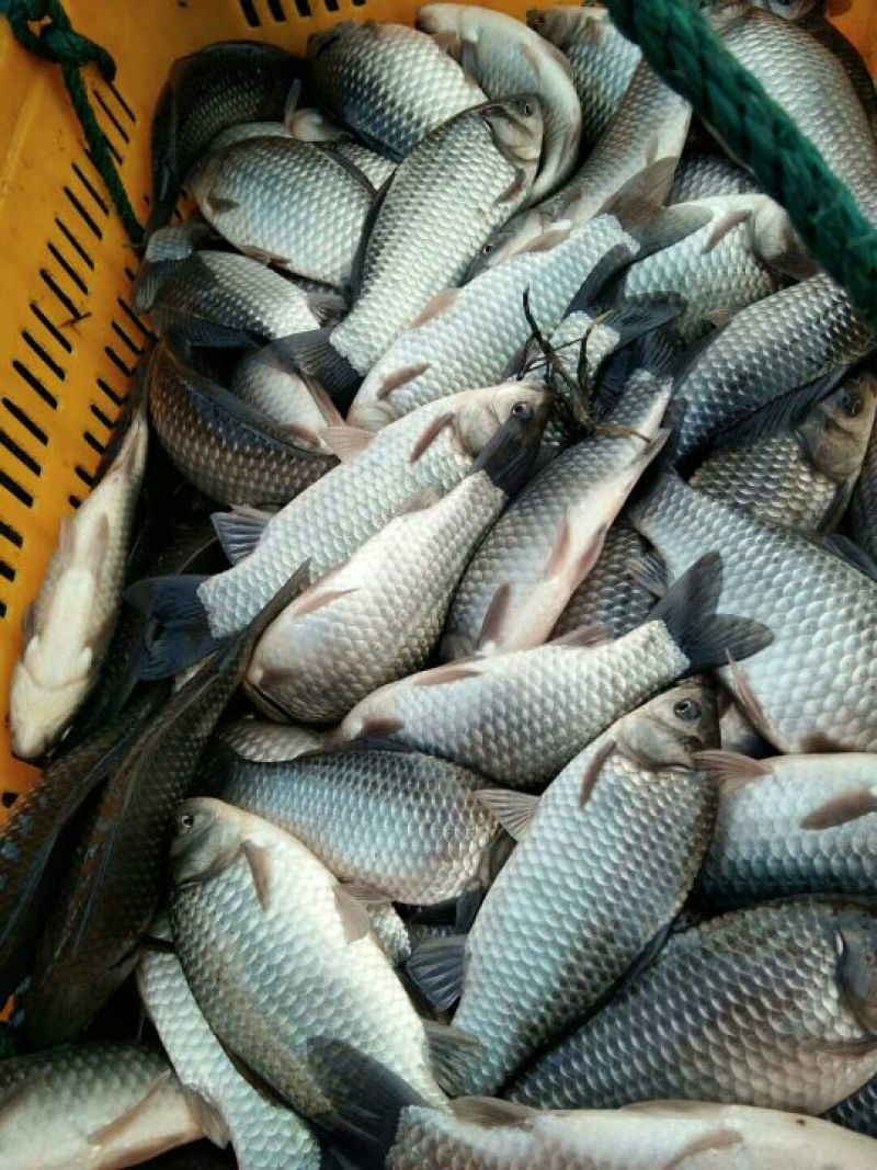 方正银鲫食用