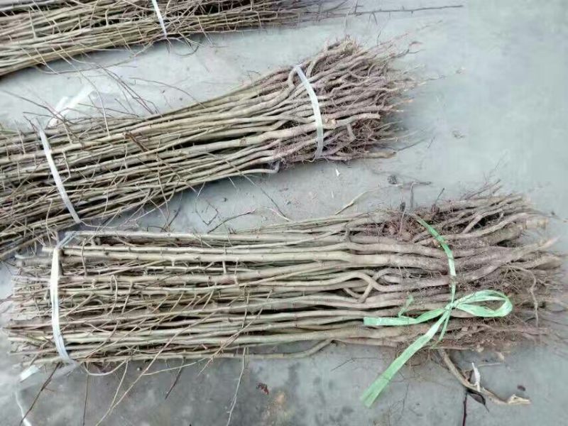 聚好苗）杜梨苗花根杜梨苗苗圃直销成活率高