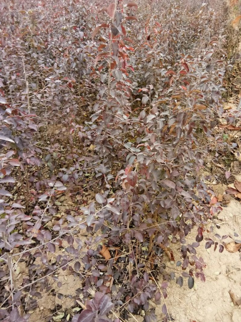 聚好苗）杜梨苗花根杜梨苗苗圃直销成活率高