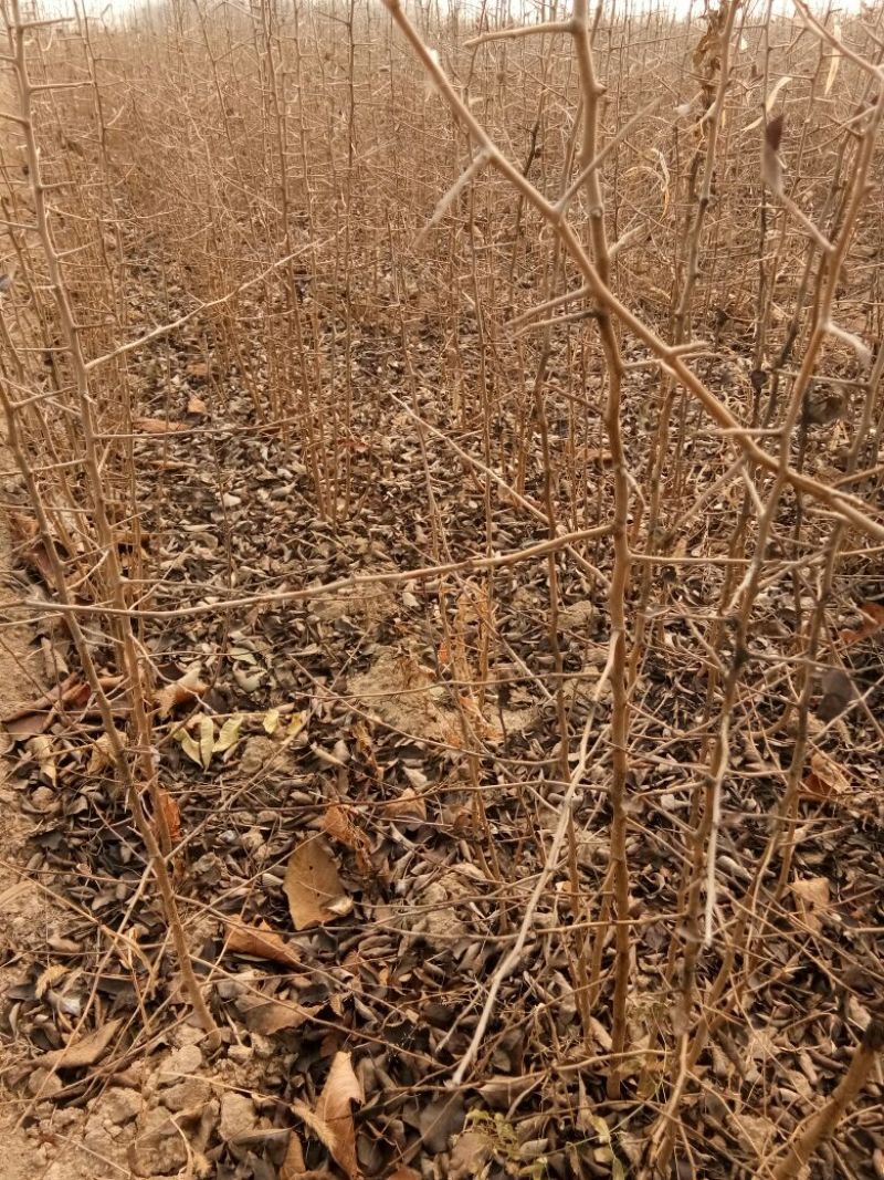聚好苗）杜梨苗花根杜梨苗苗圃直销成活率高