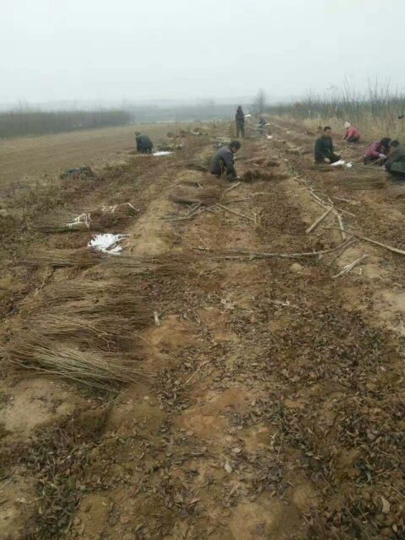 杜梨苗1m以下30~50cm苗圃直发货量大成活率高