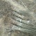 杜梨苗1m以下30~50cm苗圃直发货量大成活率高