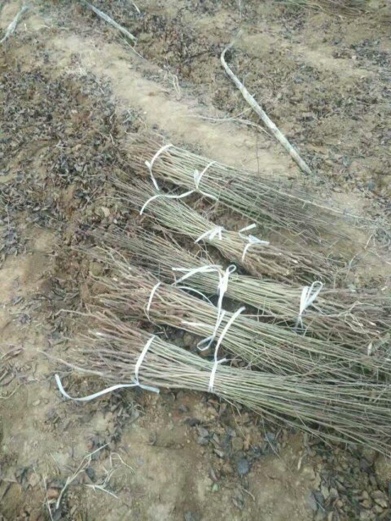 杜梨苗1m以下30~50cm苗圃直发货量大成活率高