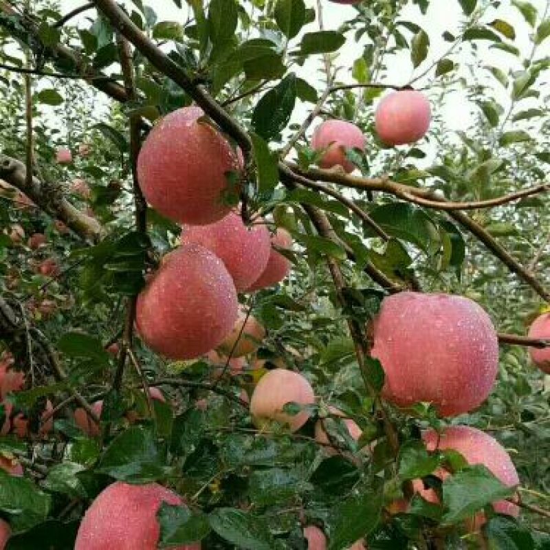 红富士苹果75mm以上膜袋