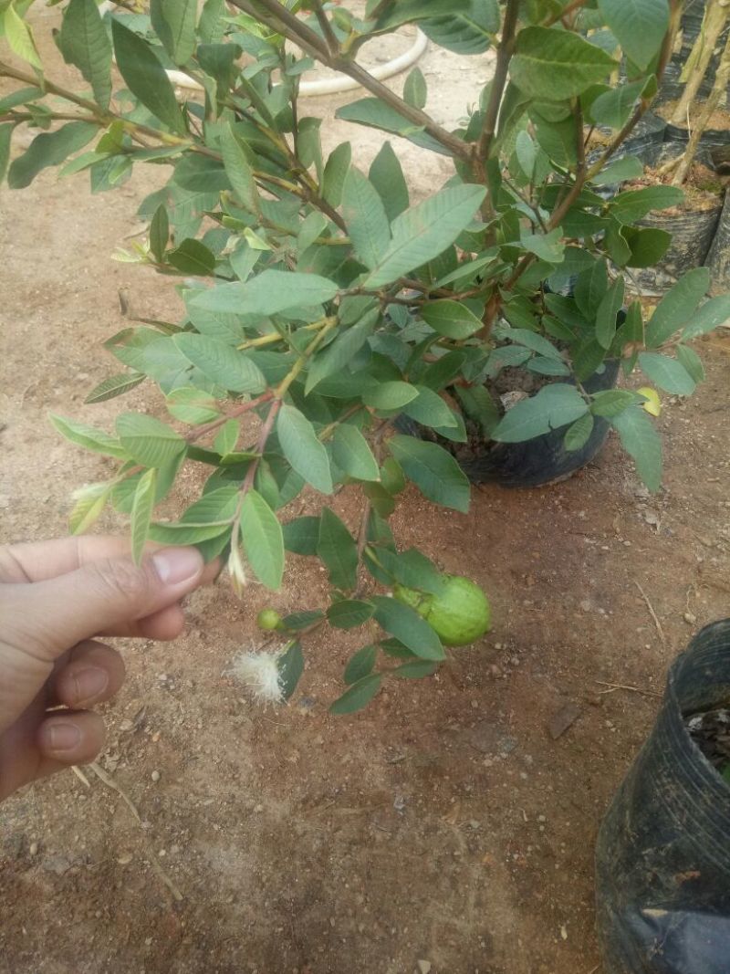 番石榴苗细叶香番榴