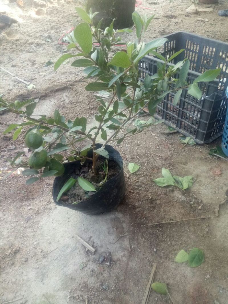 番石榴苗细叶香番榴