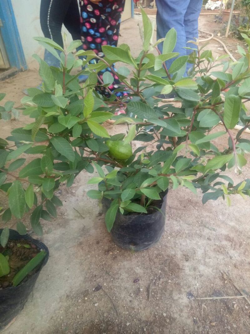 番石榴苗细叶香番榴
