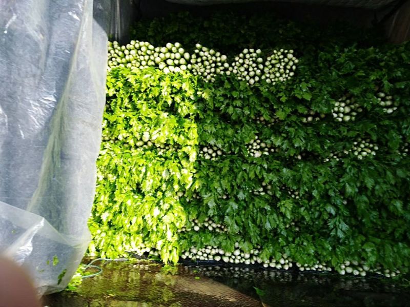 芹菜，大，中小棵都有一手货源，60cm以上