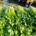 芹菜，大，中小棵都有一手货源，60cm以上