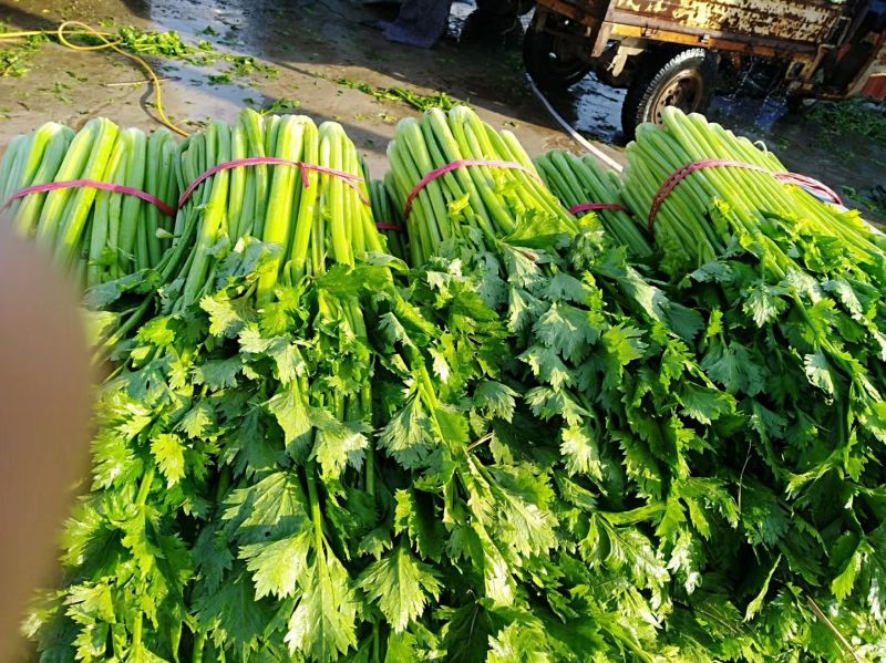芹菜，大，中小棵都有一手货源，60cm以上