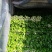 芹菜，大，中小棵都有一手货源，60cm以上