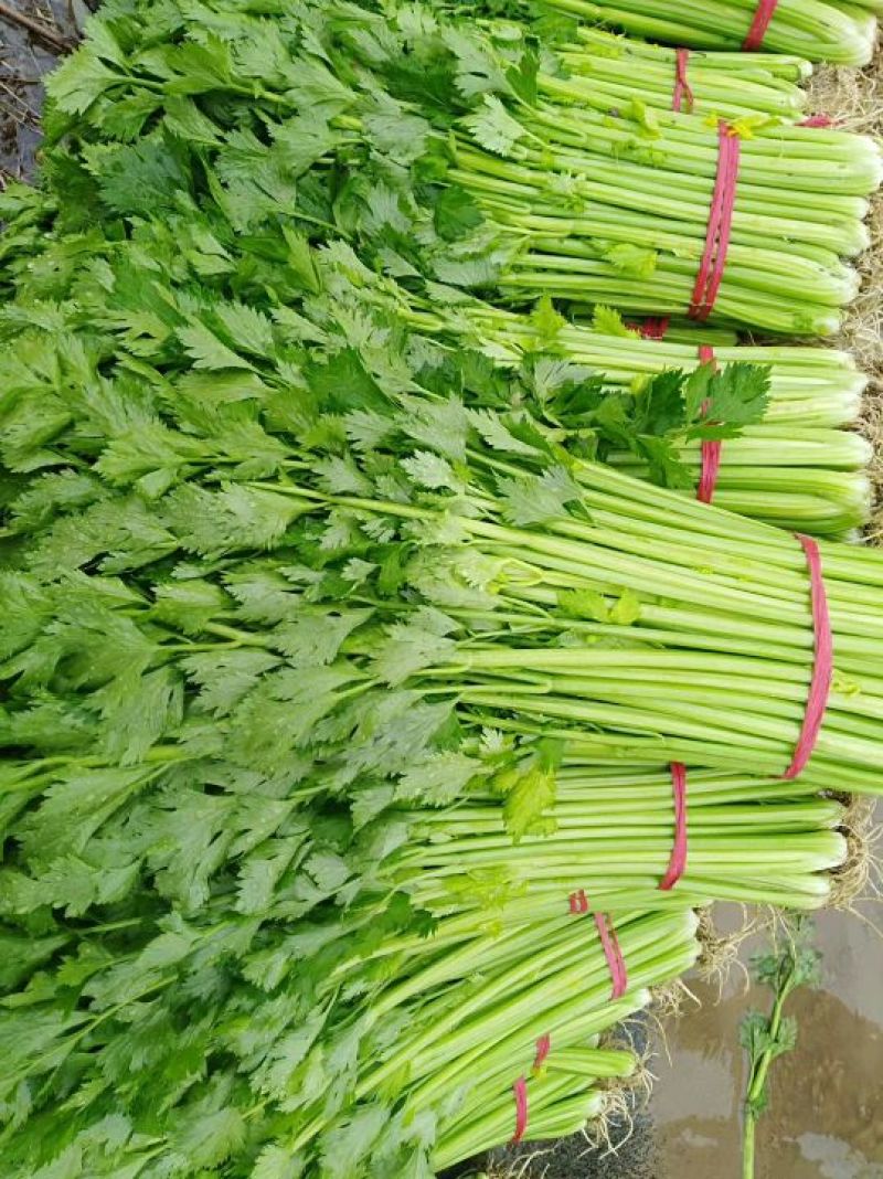 芹菜，大，中小棵都有一手货源，60cm以上