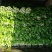 芹菜，大，中小棵都有一手货源，60cm以上