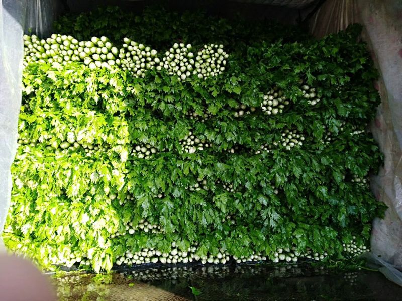 芹菜，大，中小棵都有一手货源，60cm以上