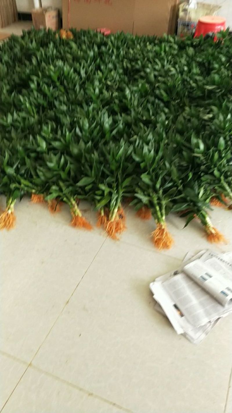 荷花竹
