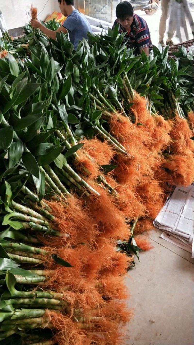 荷花竹