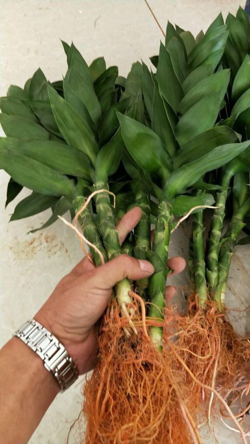 荷花竹