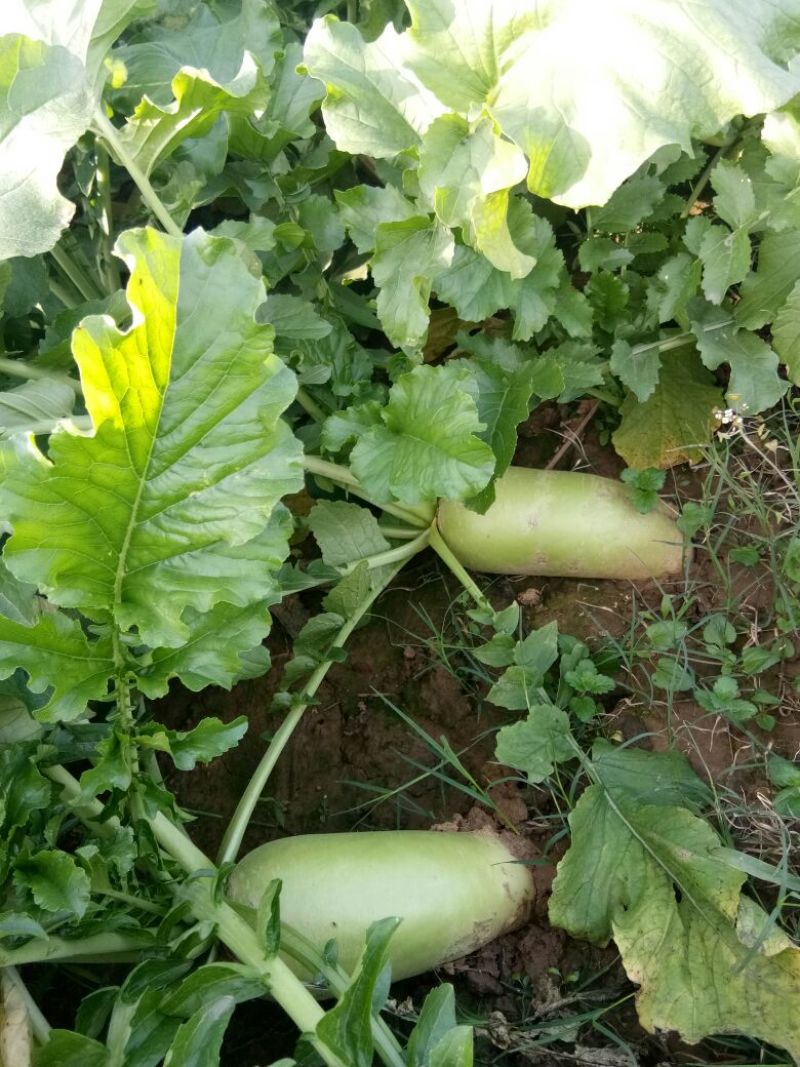 露头青萝卜1~1.5斤起