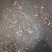 甘蓝型油菜籽1级