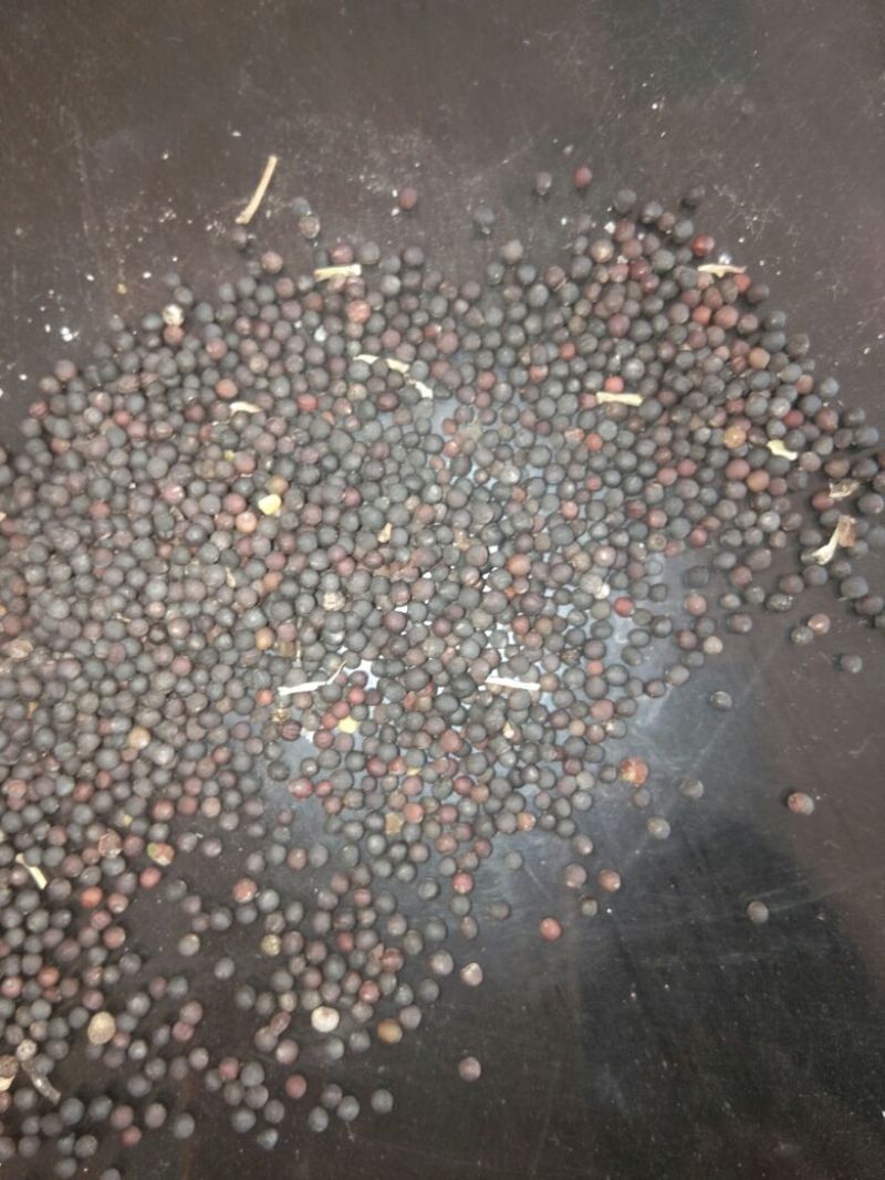 甘蓝型油菜籽1级