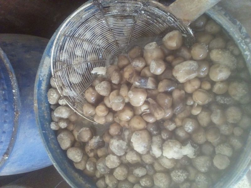 草菇5~6cm以上