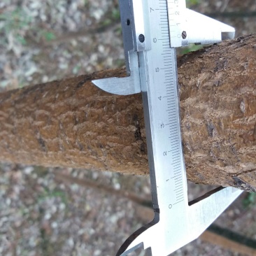 国槐6~8cm4~6cm1~2米