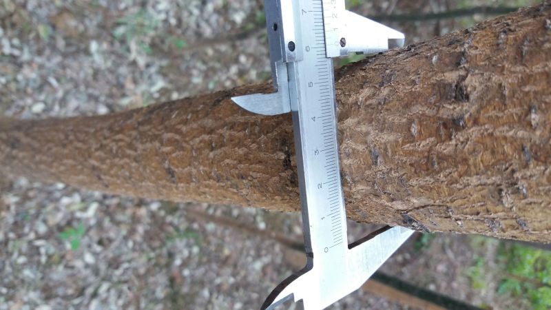 国槐6~8cm4~6cm1~2米