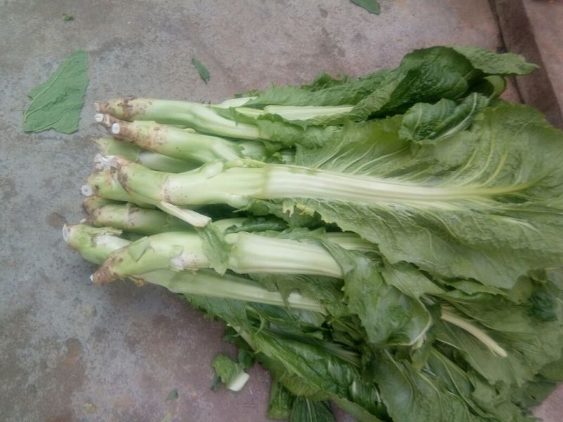 棒菜5两以上