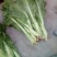 棒菜5两以上