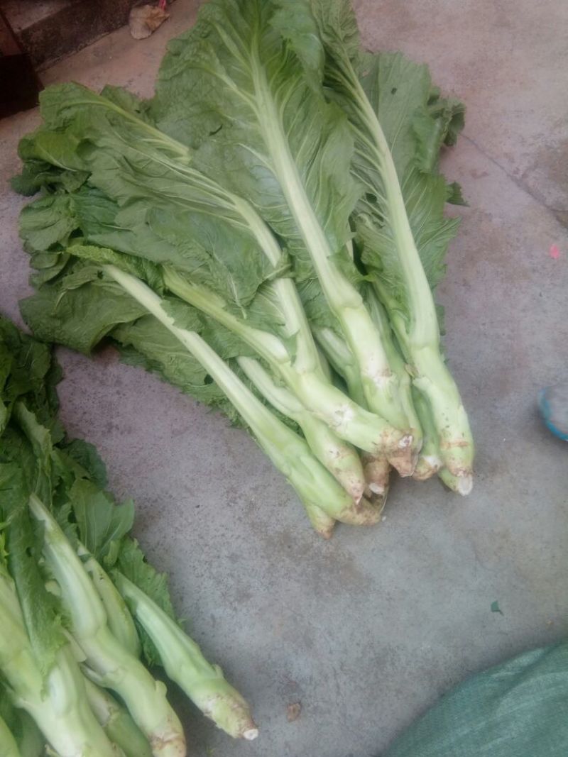 棒菜5两以上