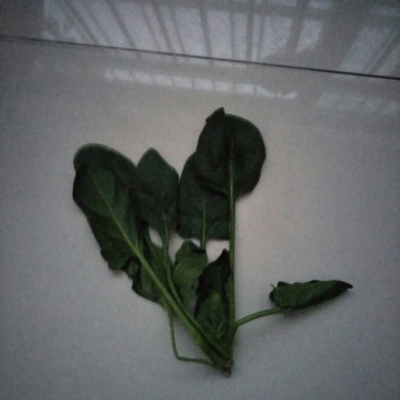 秋菠菜15~20厘米