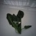 秋菠菜15~20厘米