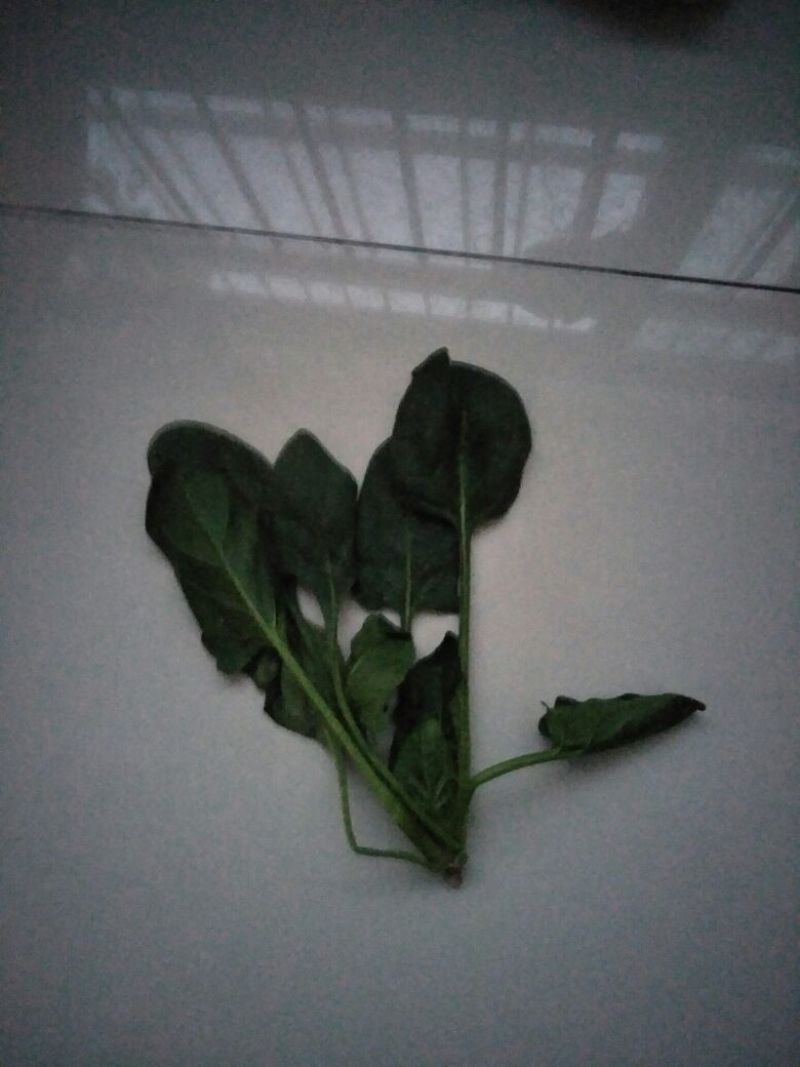 秋菠菜15~20厘米