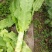莴苣1.5~2斤60~70cm