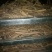 白芍中片18