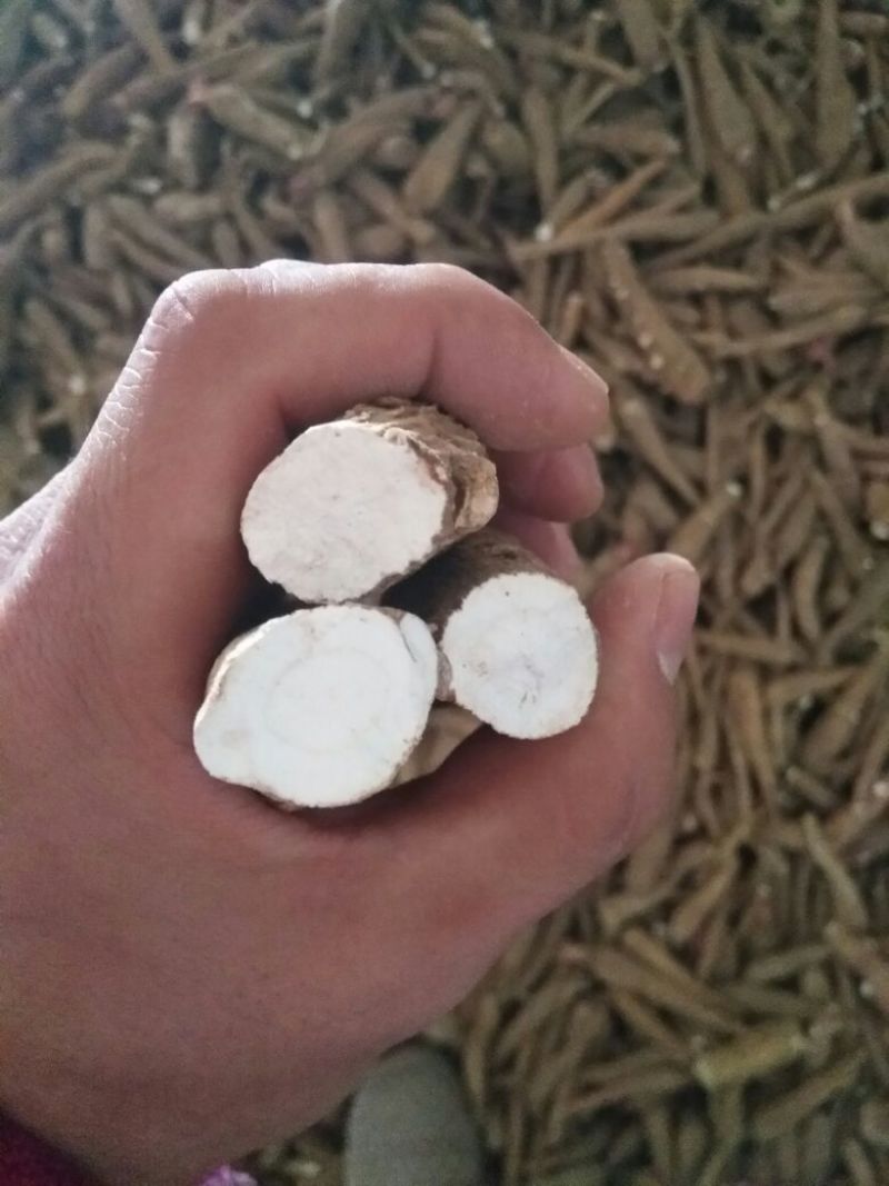白芷纯无硫袋装香料药用规格齐全自产自销基地直供