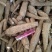 白芷纯无硫袋装香料药用规格齐全自产自销基地直供