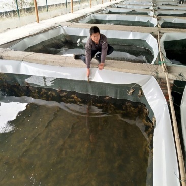 老头蟹蟹苗0.3~0.5两母蟹