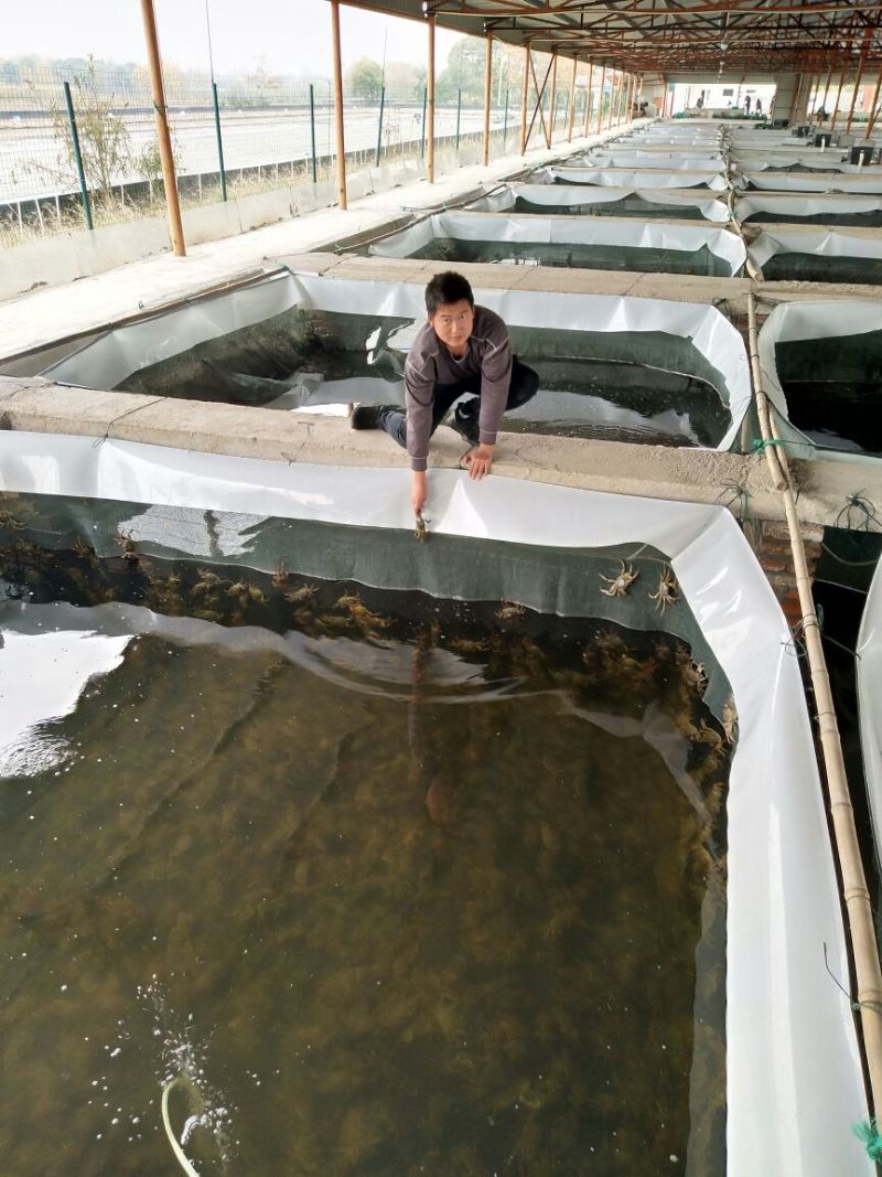 老头蟹蟹苗0.3~0.5两母蟹