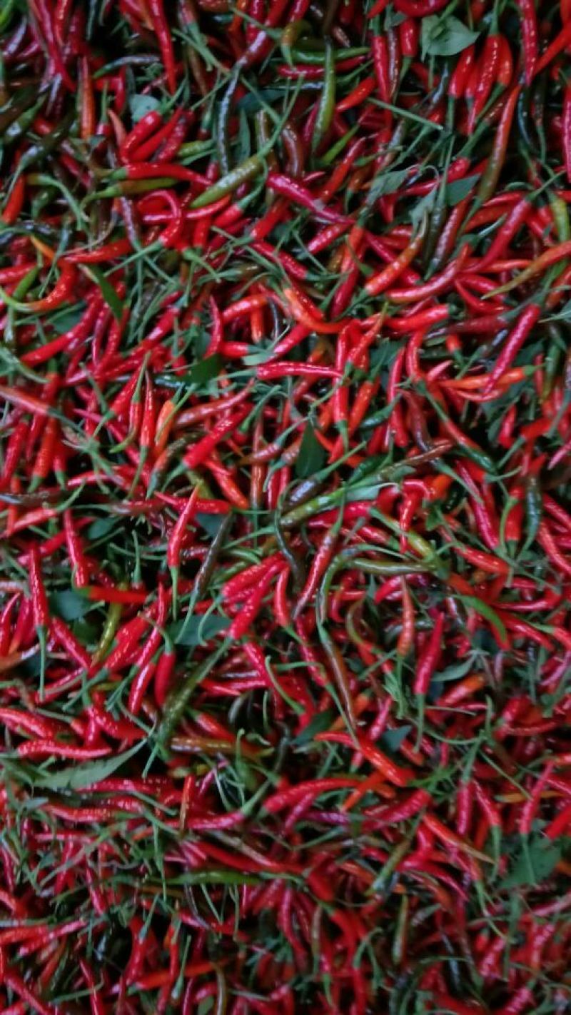 小米椒5~10厘米特辣红