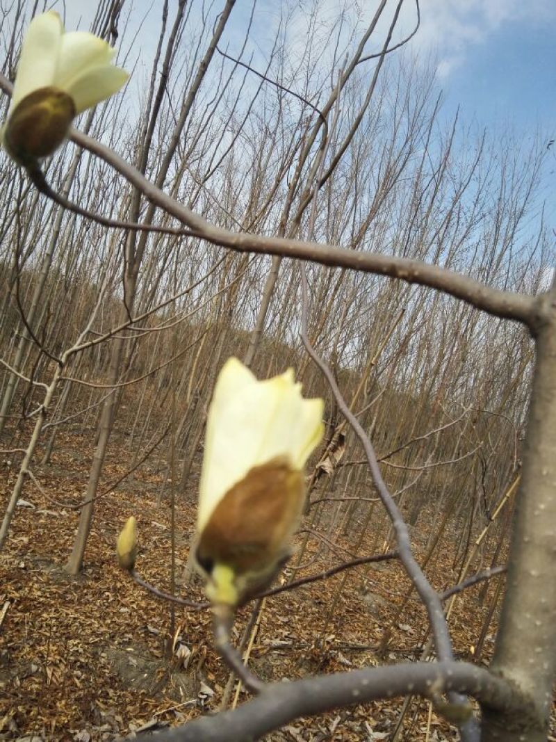白玉兰4~6cm