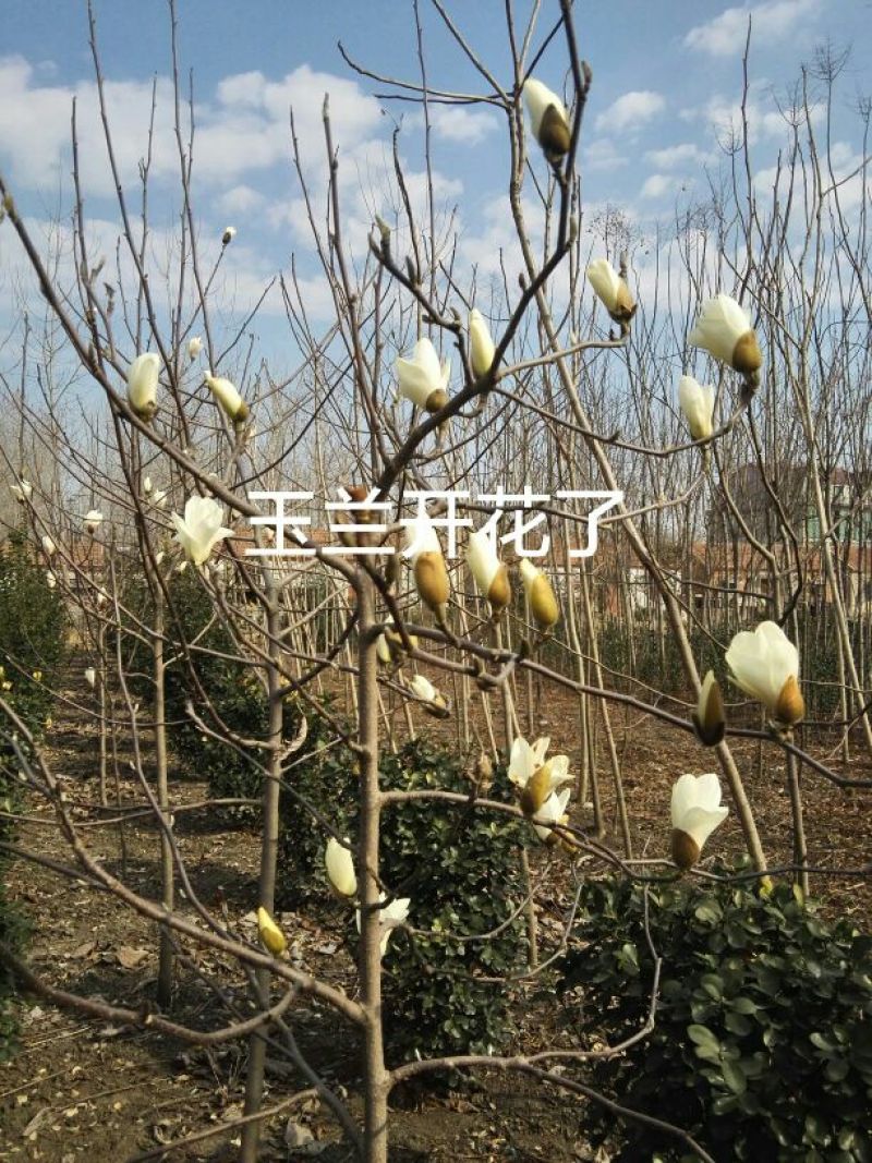 白玉兰4~6cm