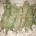 鸡骨草