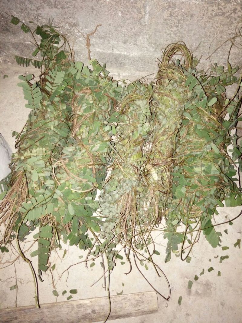 鸡骨草