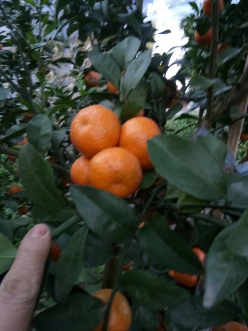 沙糖桔3~4cm二级